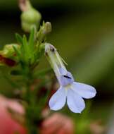 Image of Pine-leaf Lobelia