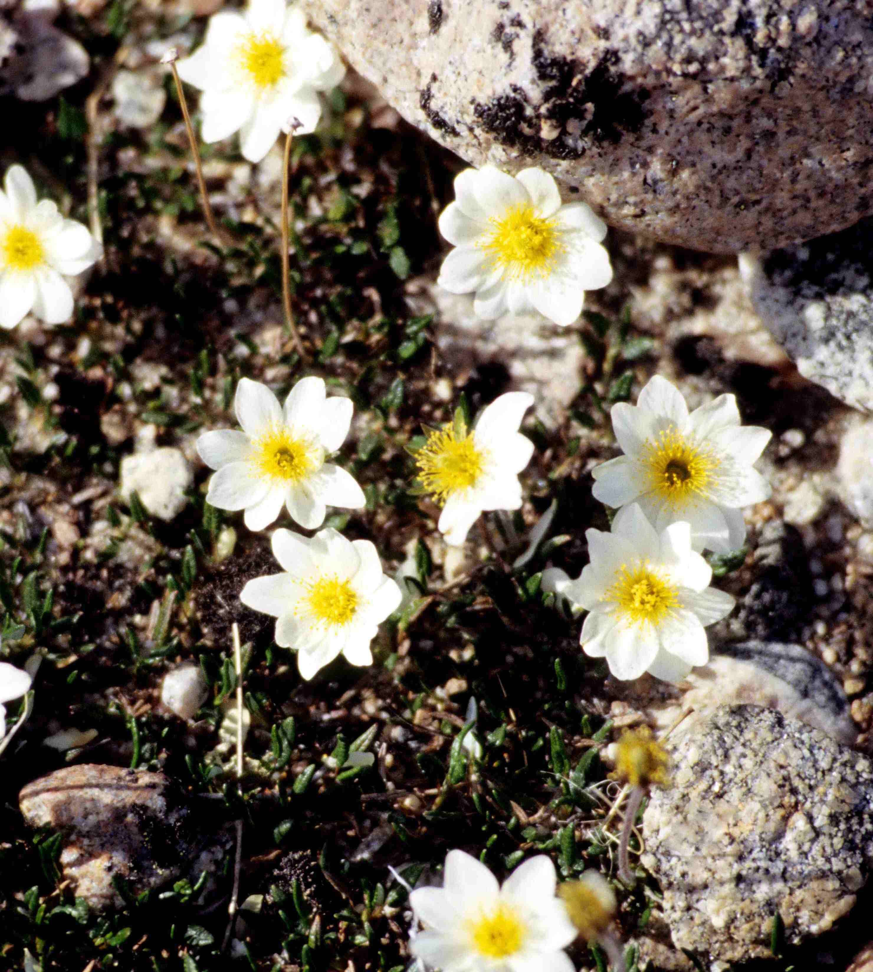 Image of entireleaf mountain-avens