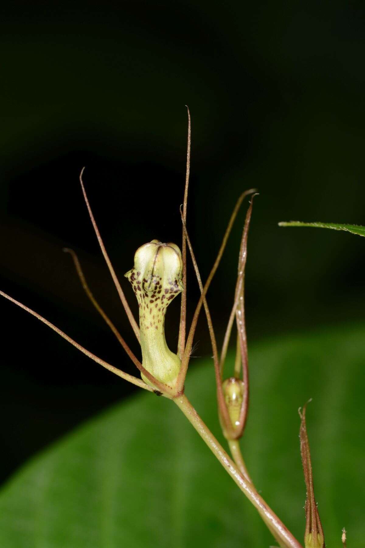 Image de Ceropegia fantastica Sedgwick