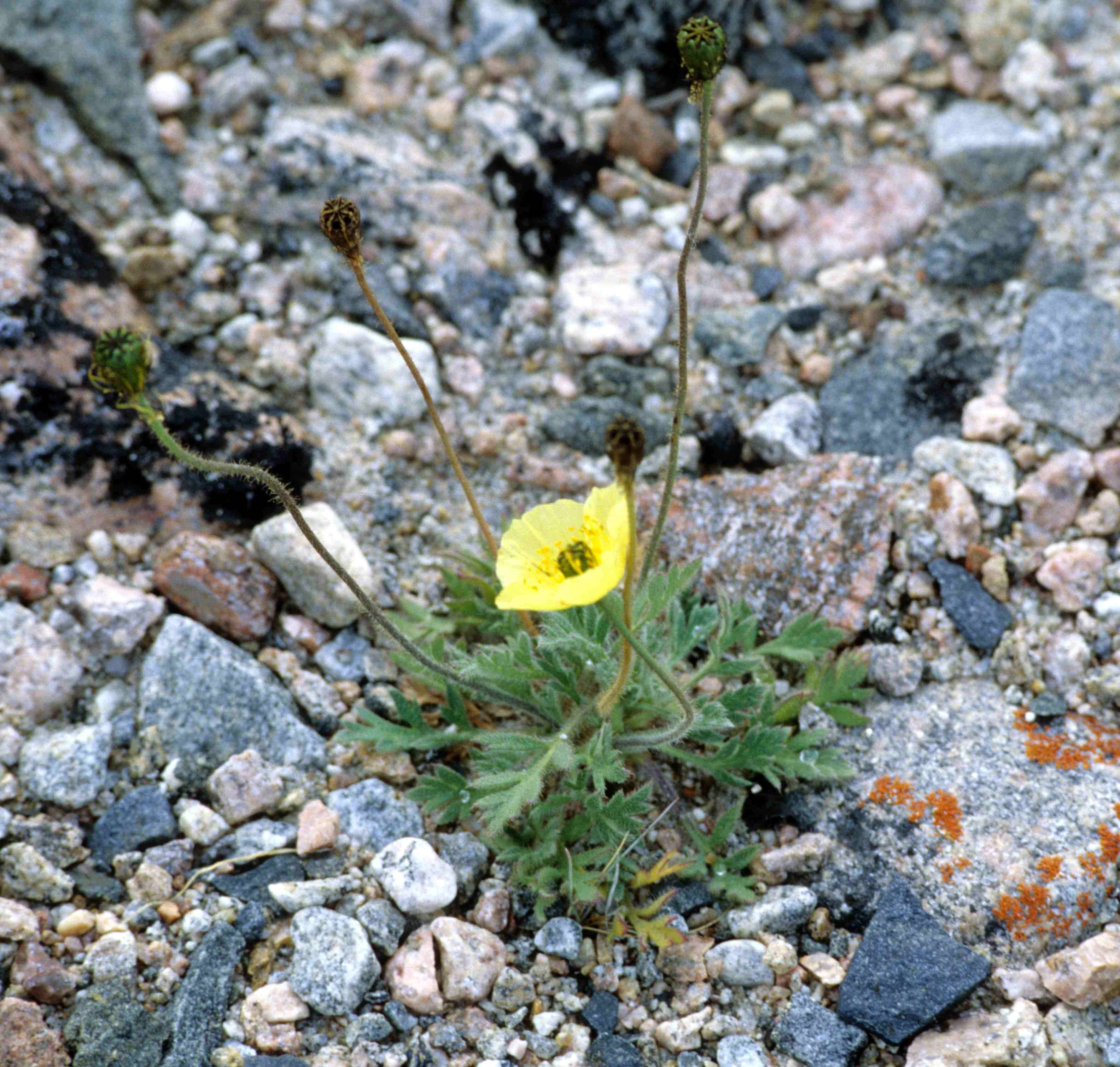 Image de Pavot arctique