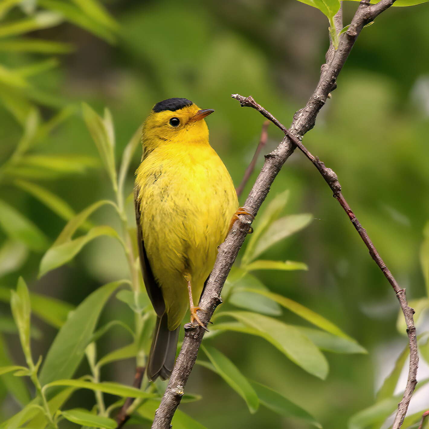 Image of Wilson's Warbler