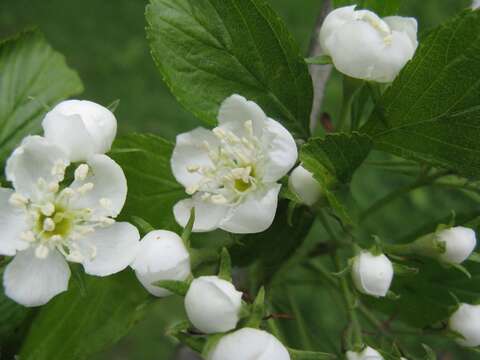 Image of dotted hawthorn