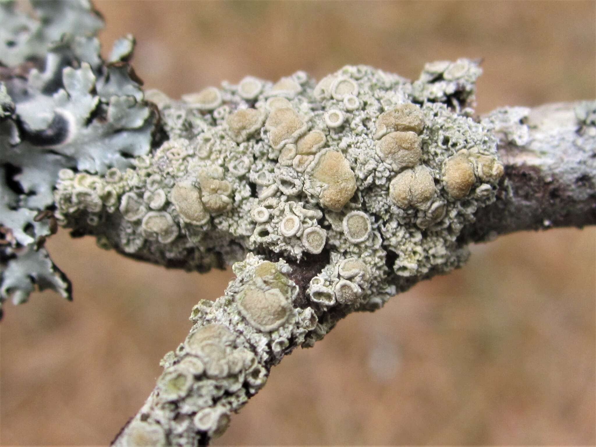 Image of Ochrolechia pseudopallescens Brodo
