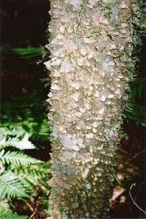 Image of Zanthoxylum brachyacanthum F. Müll.