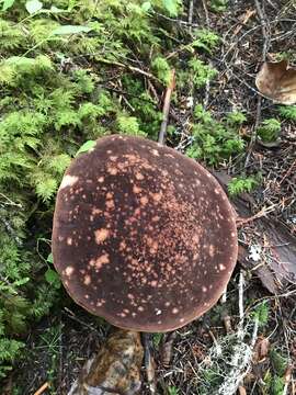 Image of Aureoboletus mirabilis (Murrill) Halling 2015