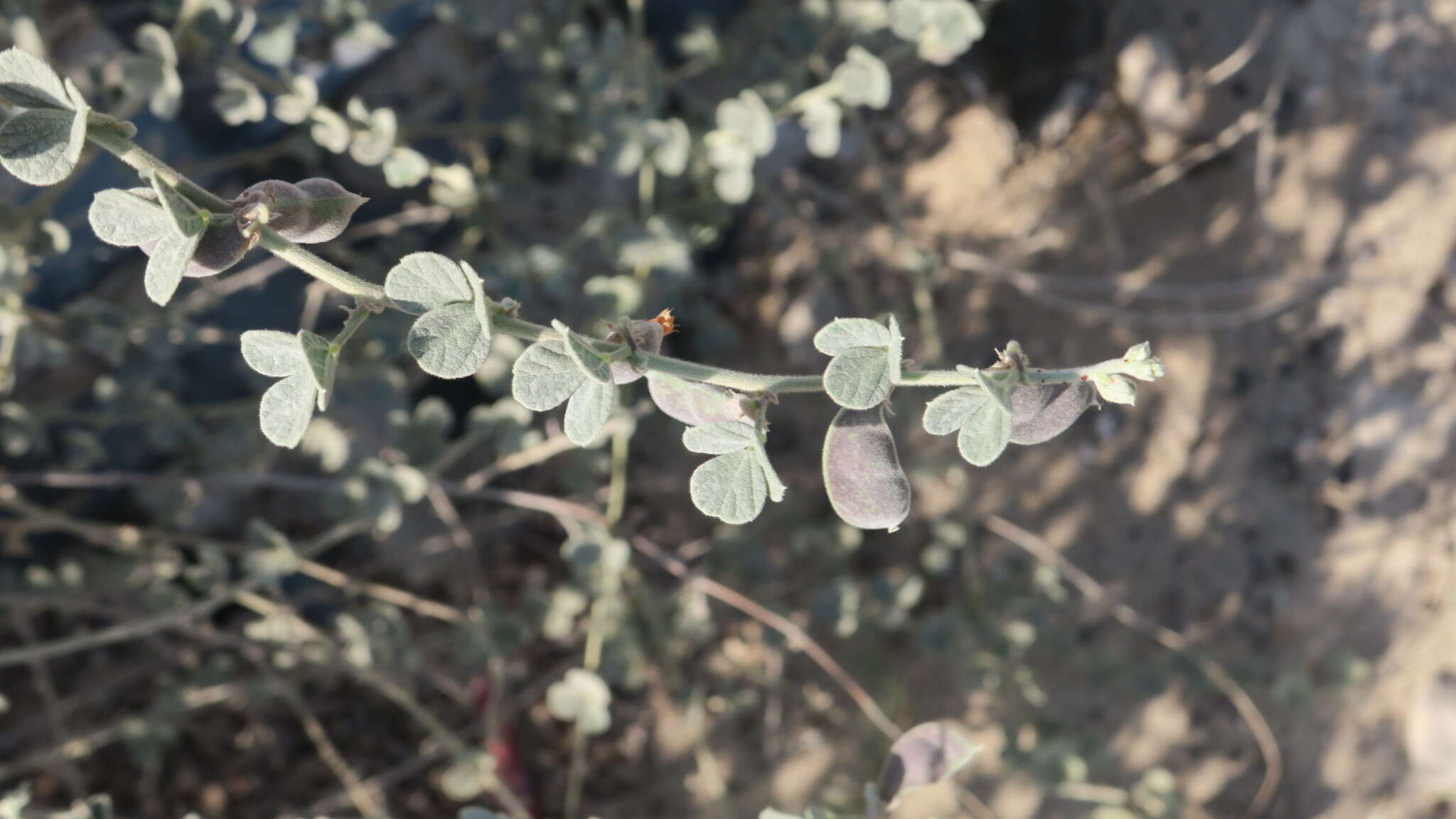 Слика од Rhynchosia schimperi Boiss.