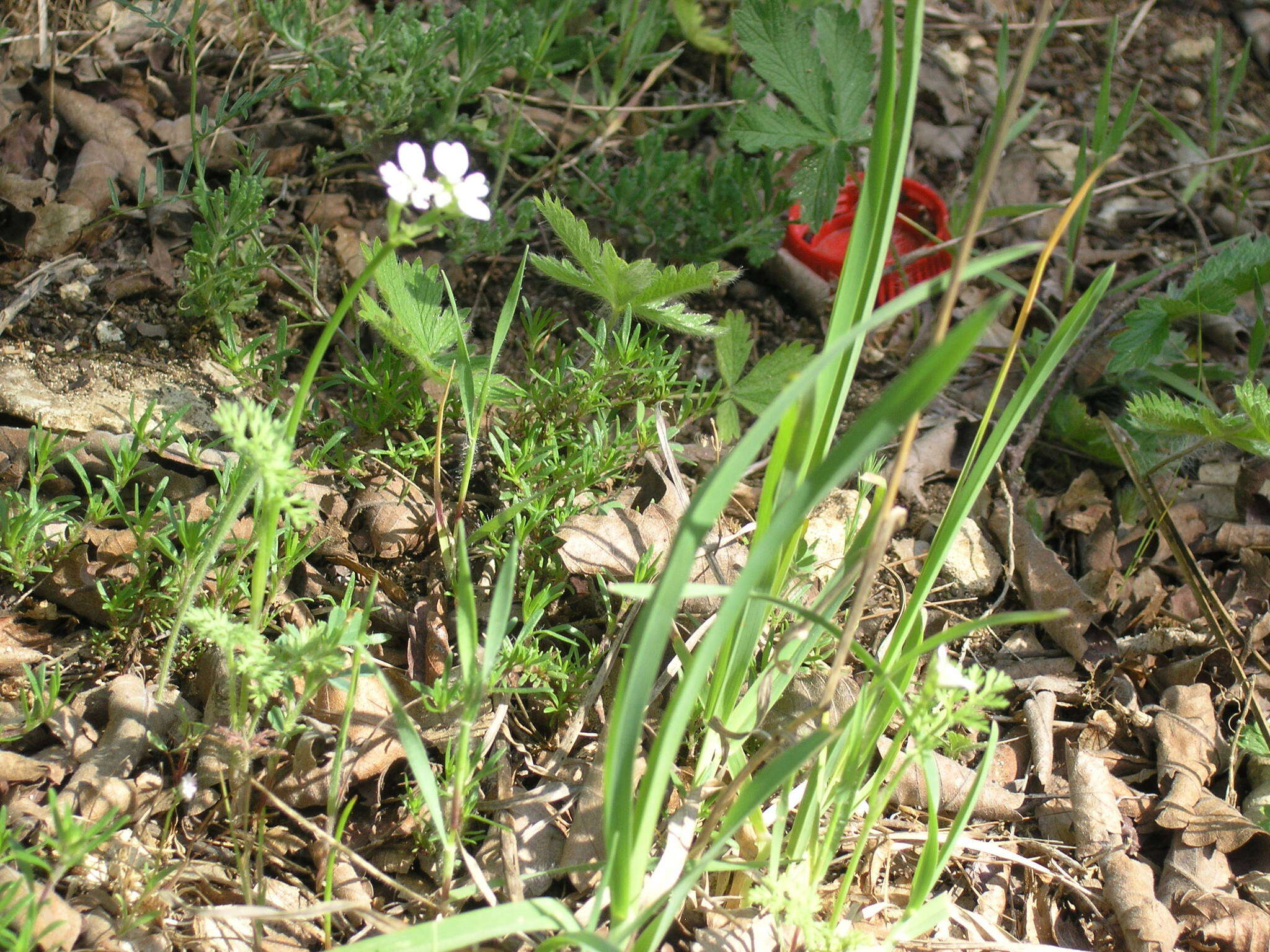Orlaya daucoides (L.) Greuter resmi