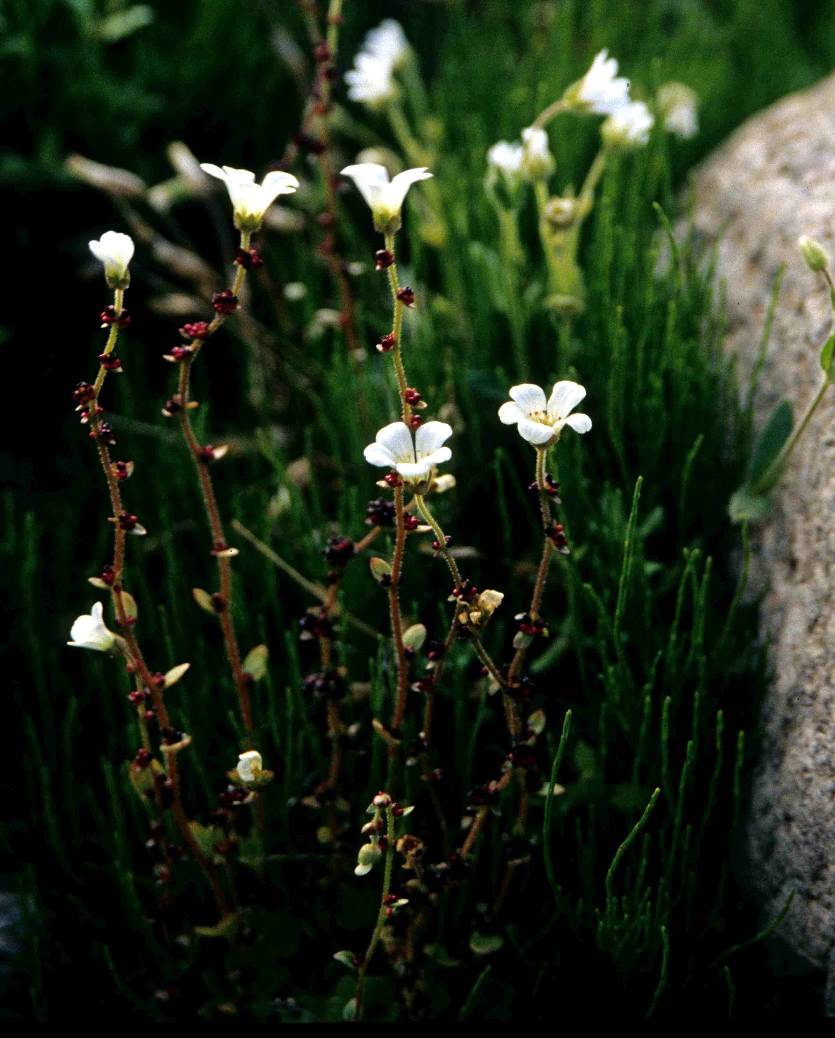 Plancia ëd Saxifraga cernua L.