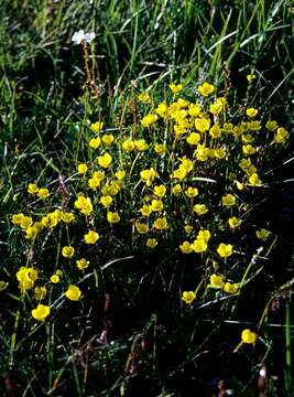 Image de saxifrage bouc, saxifrage dorée