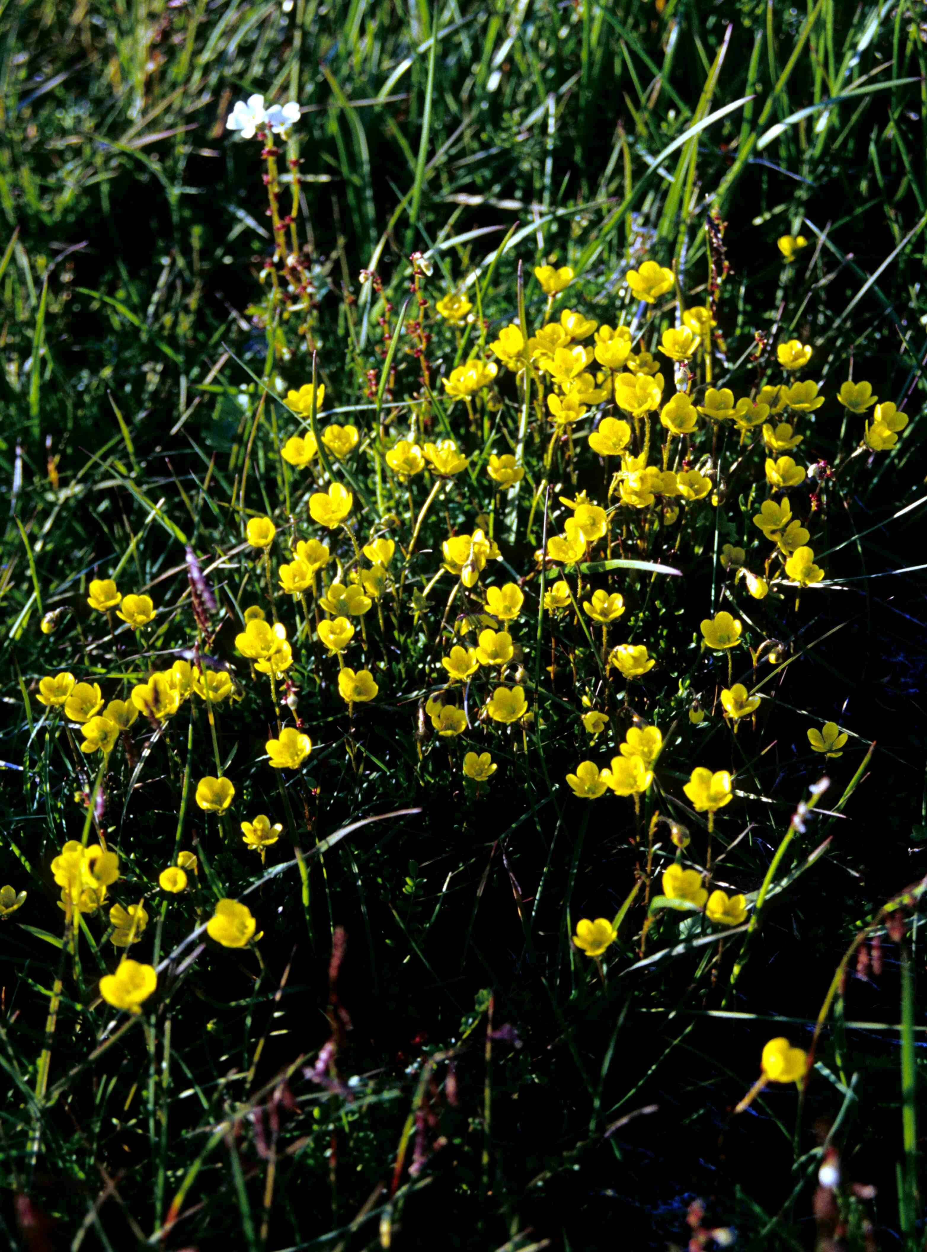 Слика од Saxifraga hirculus L.