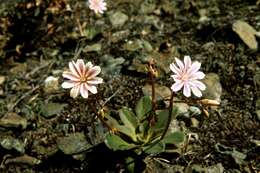 Image of Siskiyou lewisia