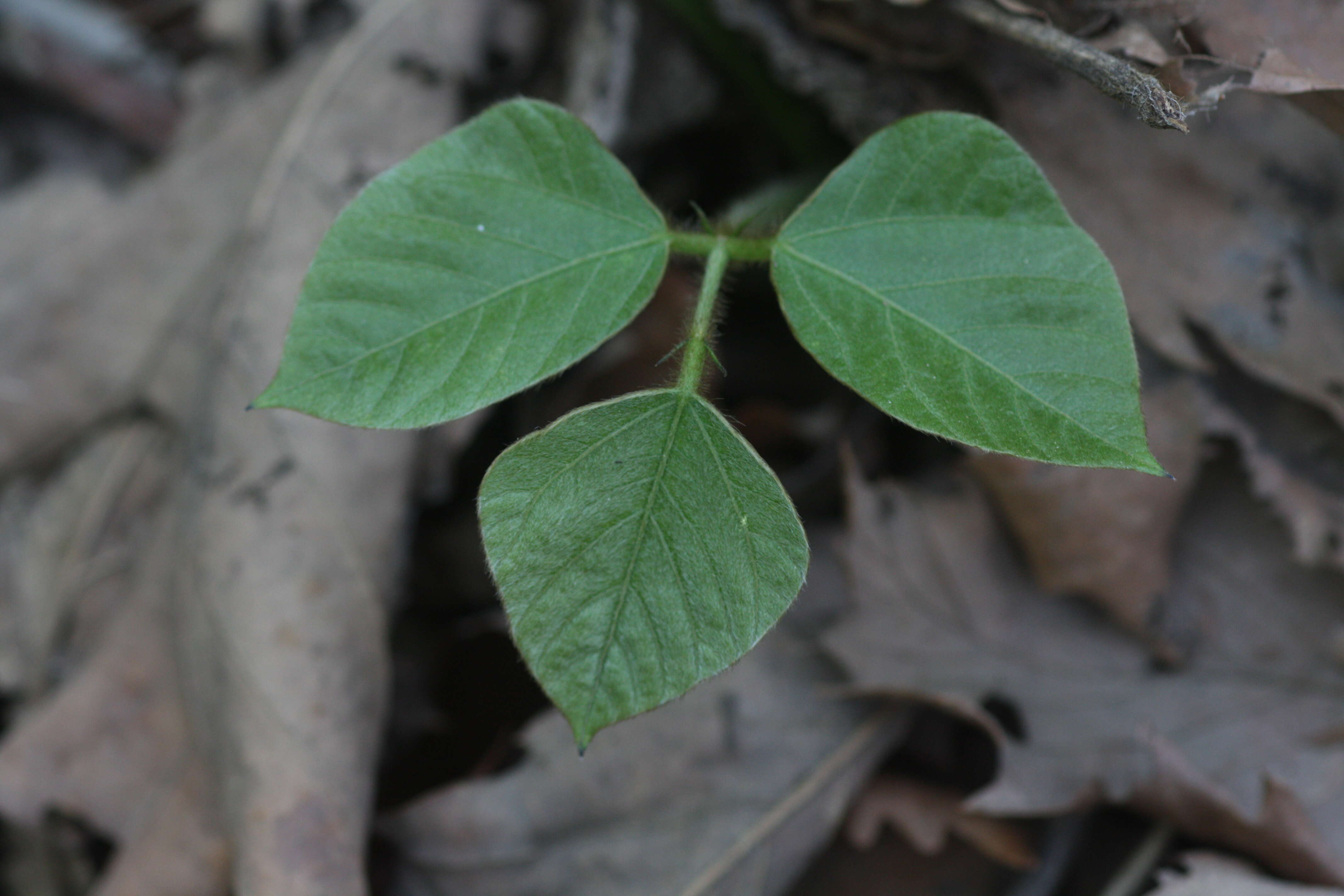 Image de Pueraria montana var. lobata (Willd.) Sanjappa & Pradeep