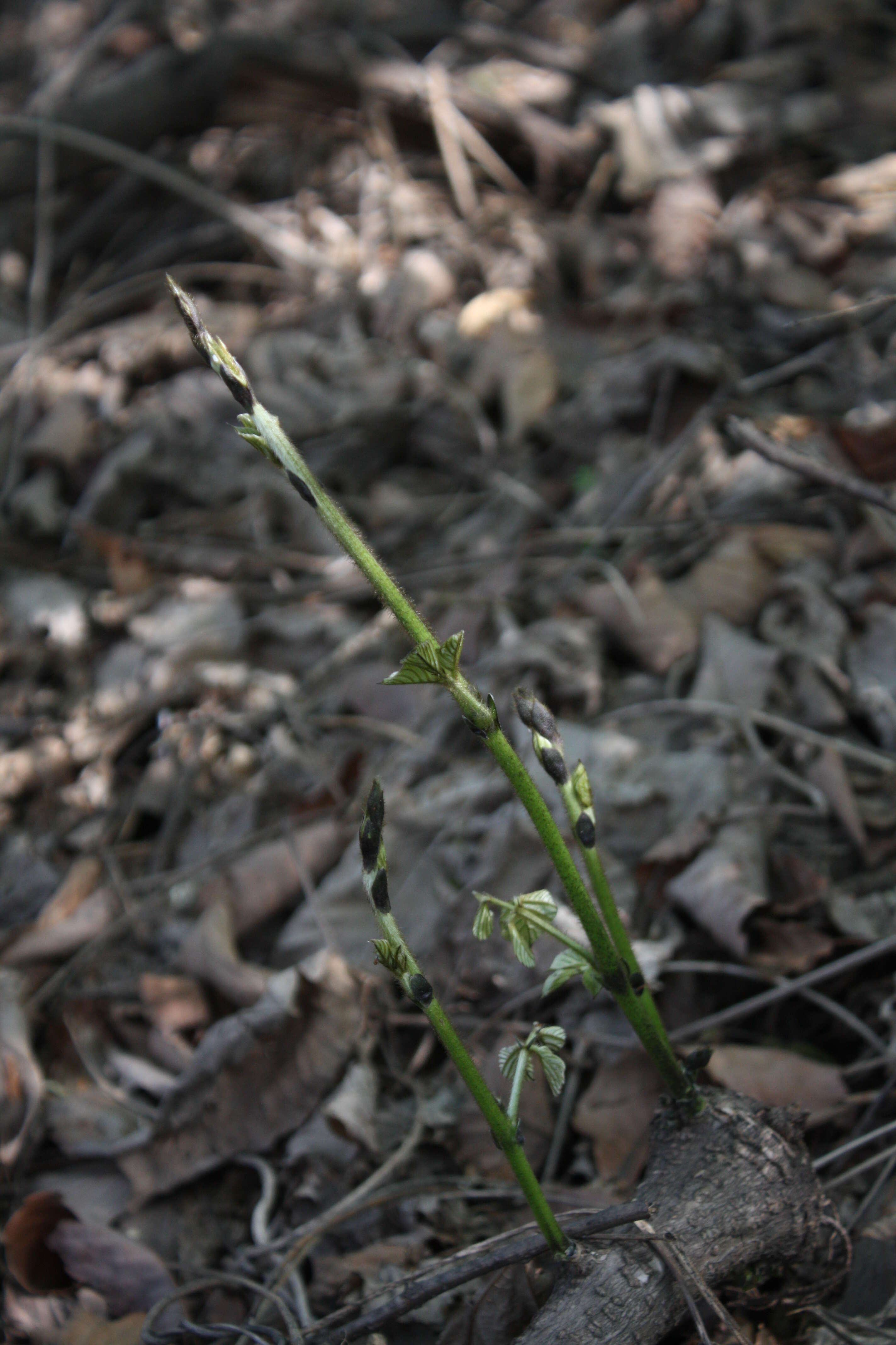 Слика од Pueraria montana var. lobata (Willd.) Sanjappa & Pradeep