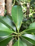 Image of Syzygium densinervium var. insulare Chang