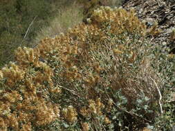 Image of shinyleaf sandpaper plant