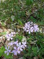 Image of wild blue phlox