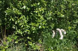 Image of tea-leaved willow