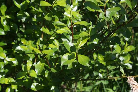 Image of tea-leaved willow