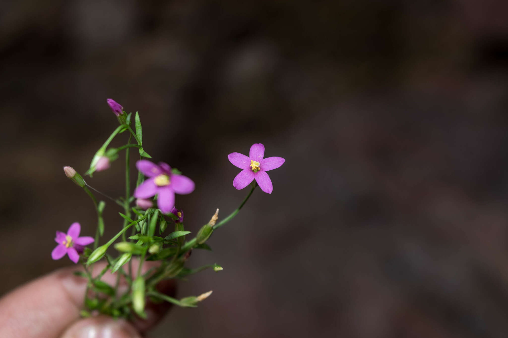 Zeltnera wigginsii (C. R. Broome) G. Mansion resmi