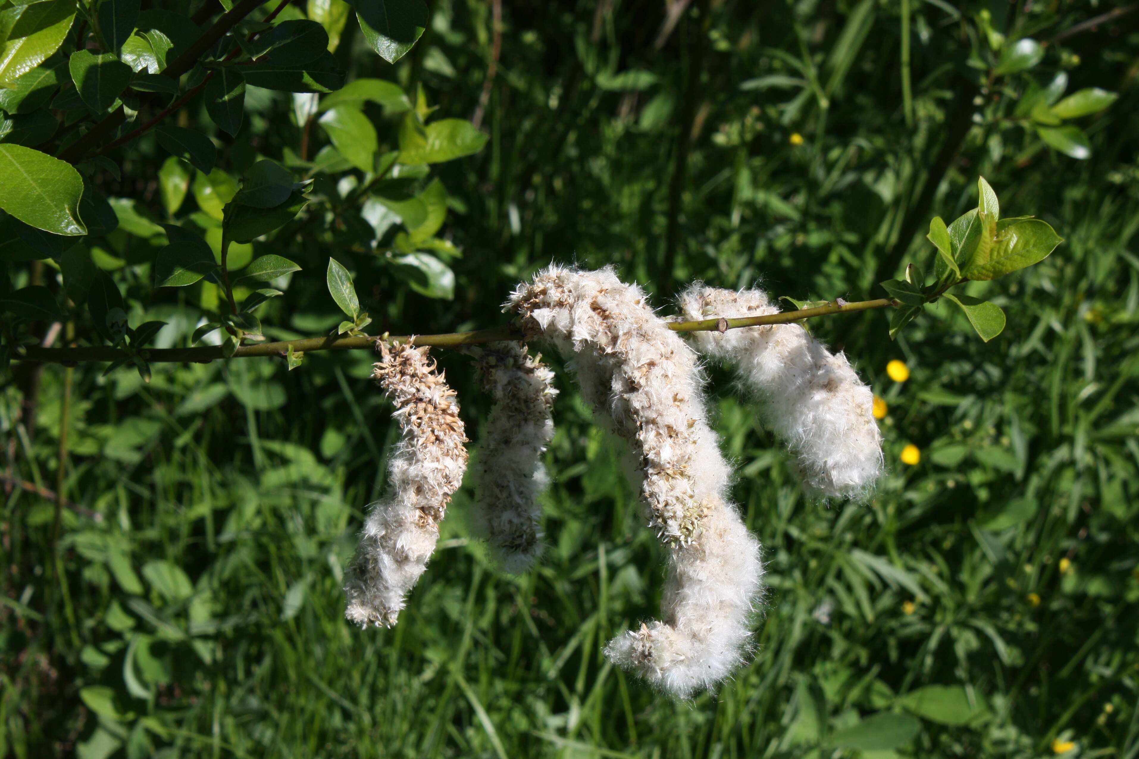 Image of tea-leaved willow