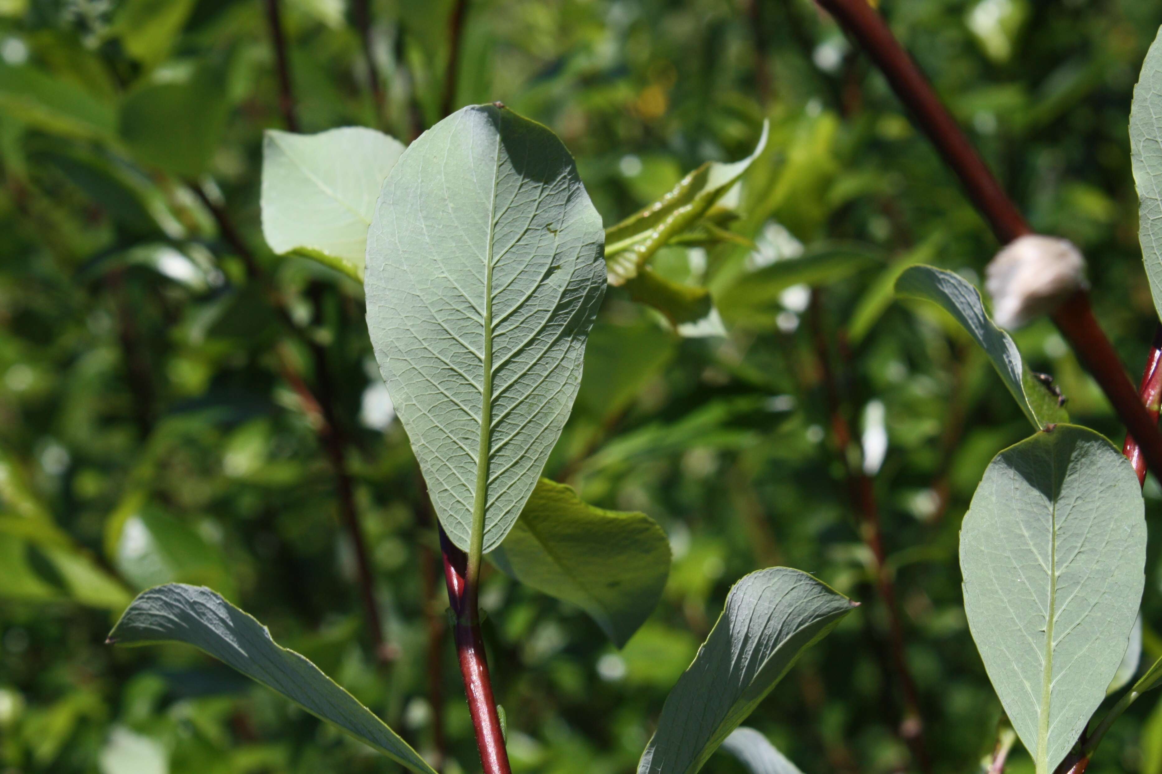 Image of tea-leaved willow