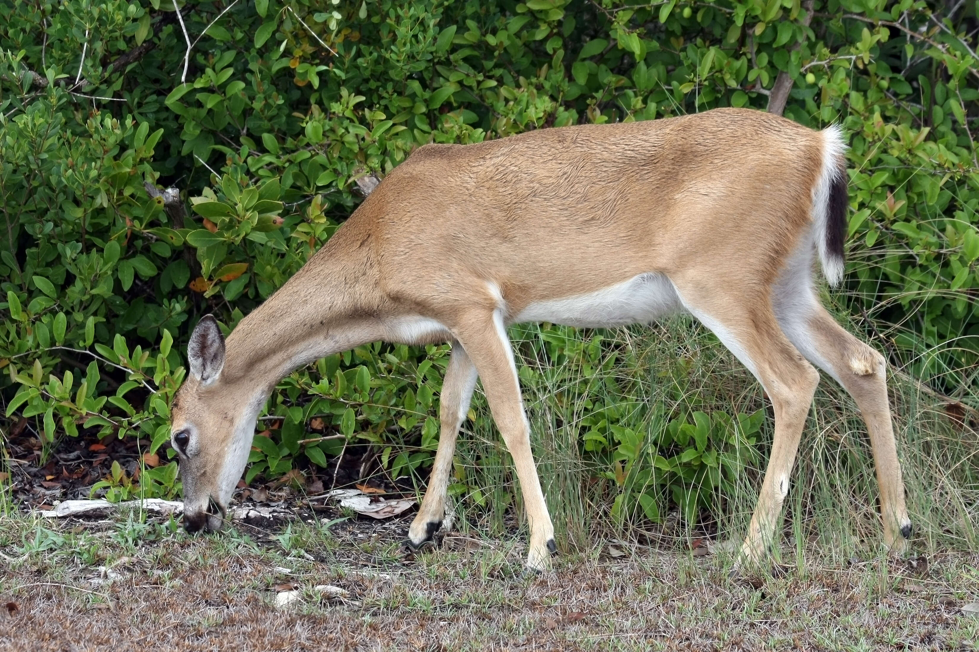 Image of Key deer