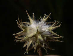 Plancia ëd Trifolium leucanthum M. Bieb.