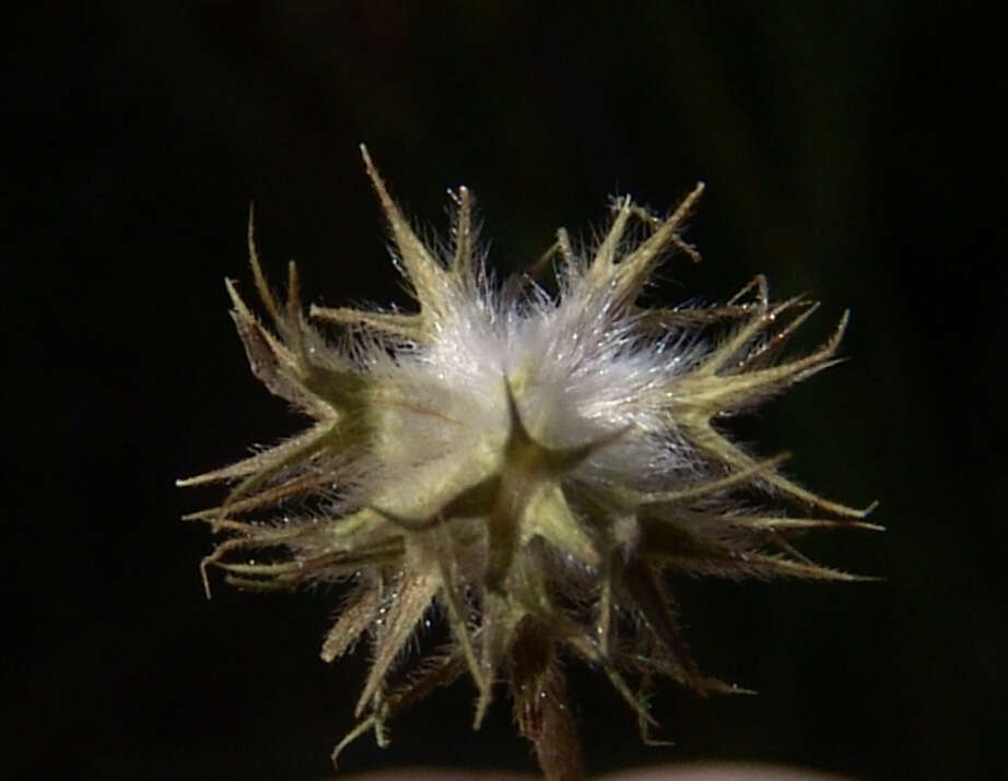 Imagem de Trifolium leucanthum M. Bieb.