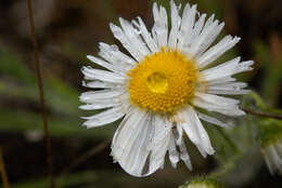 Image de Erigeron pumilus Nutt.