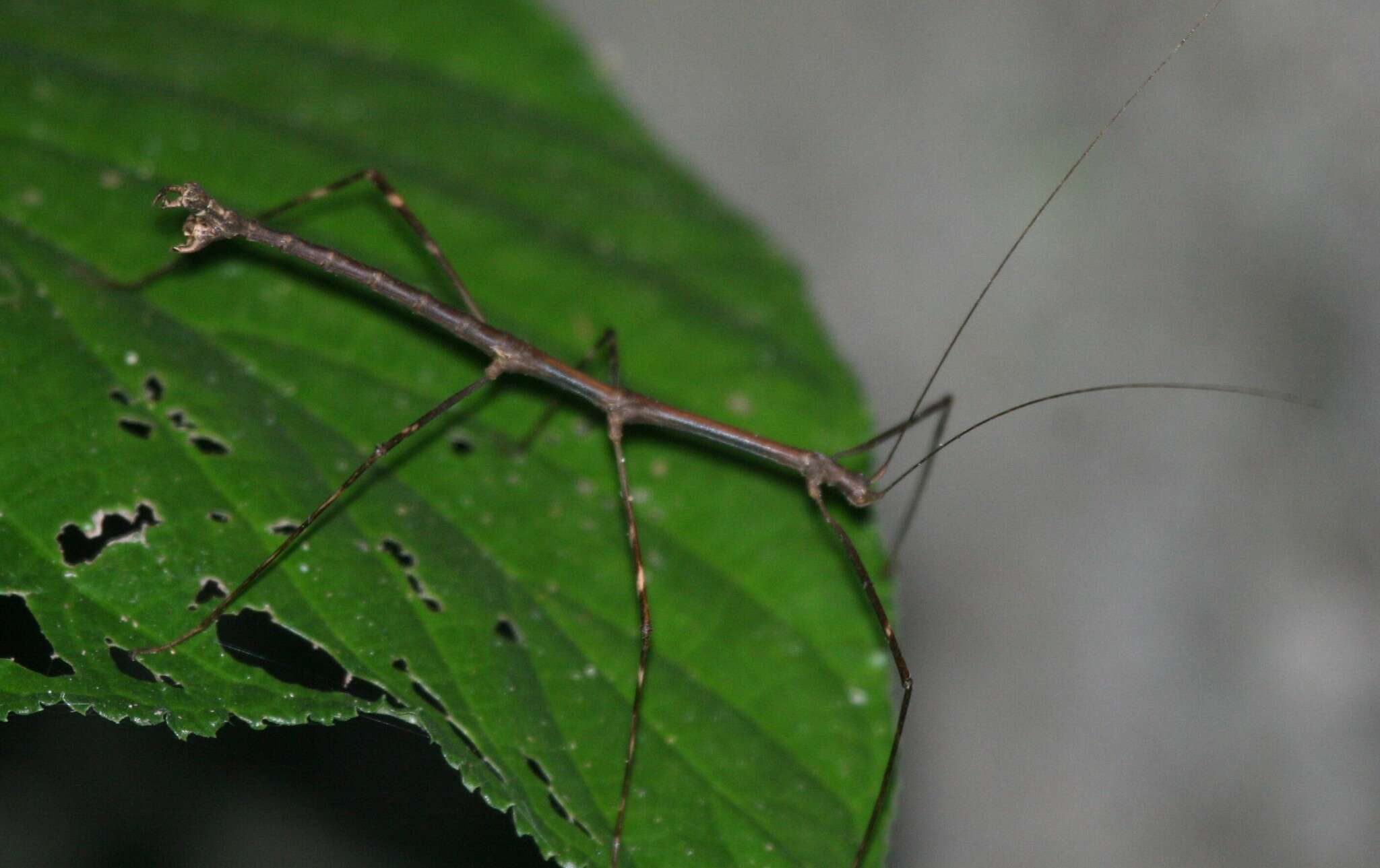 Image of Pseudosermyle procera Conle, Hennemann & Fontana 2007