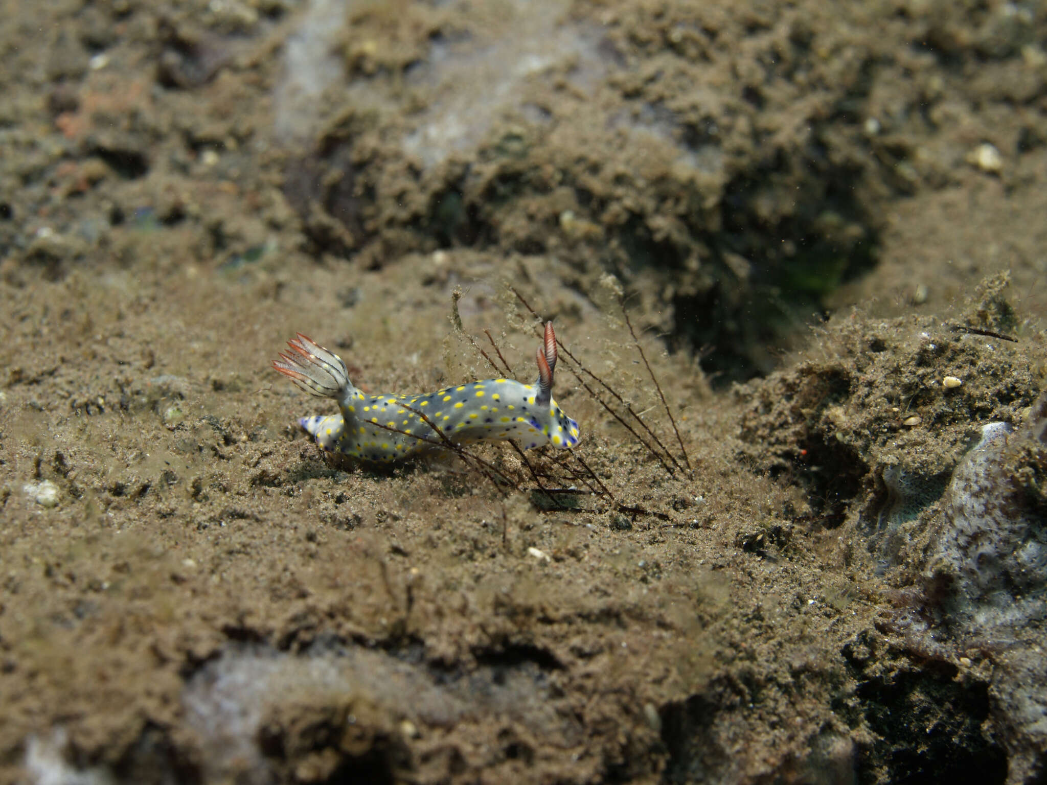 Image of Hypselodoris confetti Gosliner & R. F. Johnson 2018