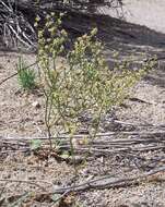 Image of Mono buckwheat