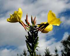 Imagem de Oenothera glazioviana M. Micheli