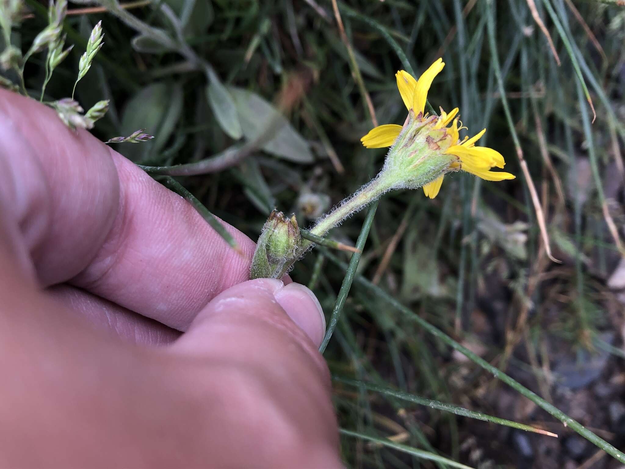 Слика од Arnica parryi A. Gray