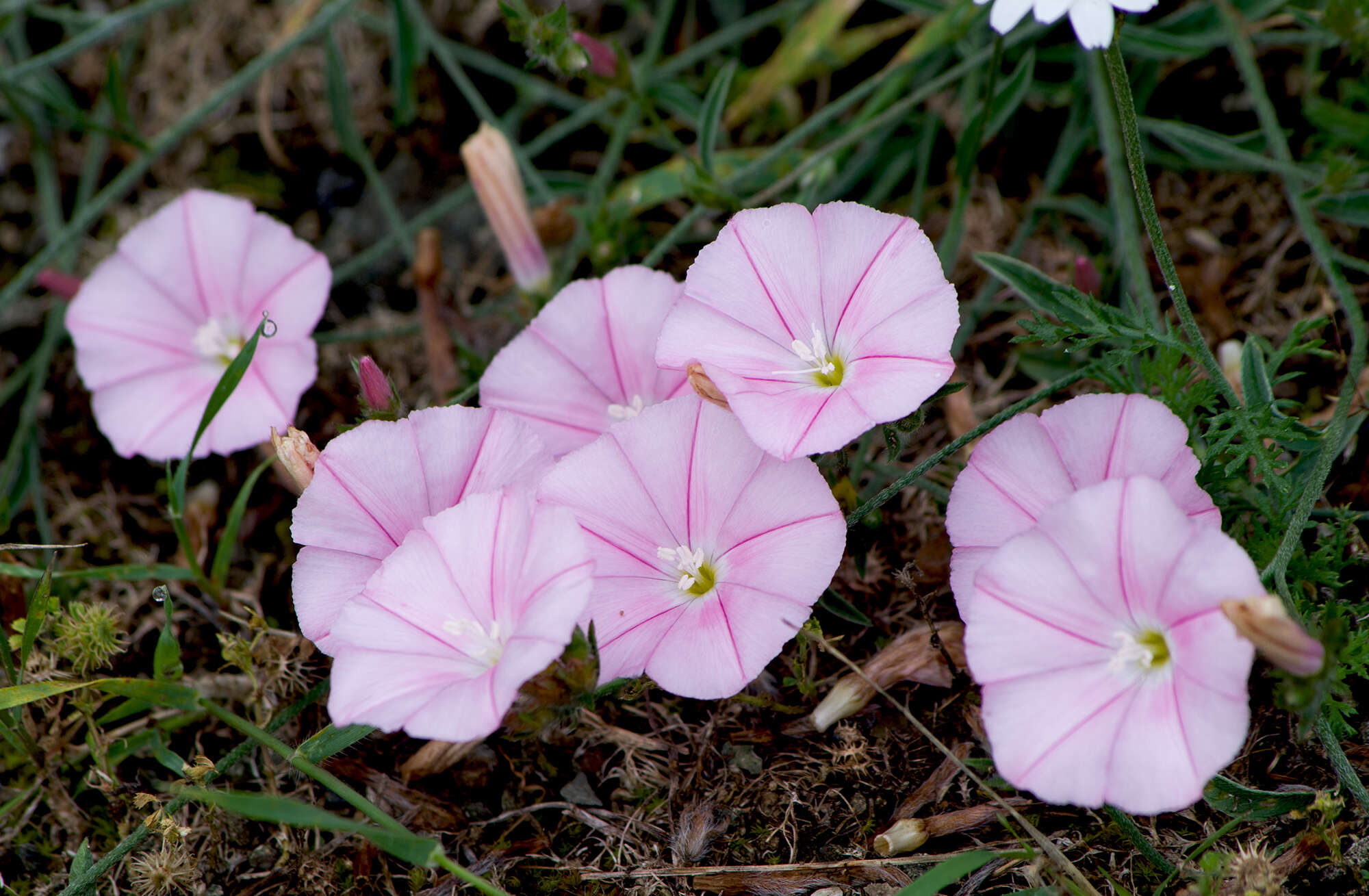 Convolvulus cantabrica L.的圖片