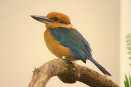 Image of Guam Kingfisher