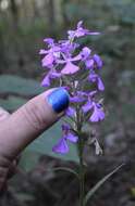 Image of Purple fringed orchid