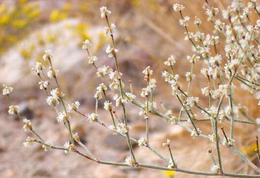 Imagem de Eriogonum baileyi S. Wats.