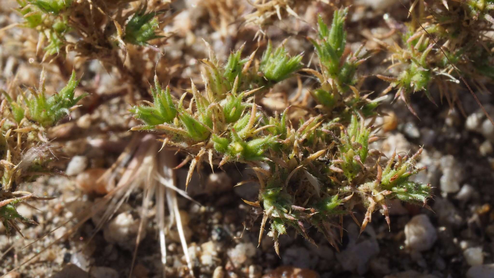 Слика од Loeflingia squarrosa Nutt. ex Torr. & Gray