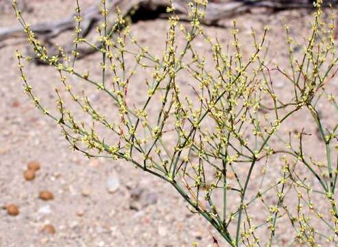 Imagem de Eriogonum brachyanthum Coville