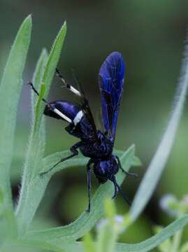 Image of Tenthredo bifasciata bifasciata