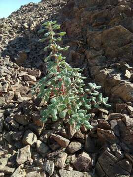 Image of Forsskaolea tenacissima L.