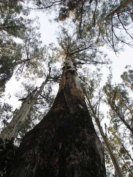 Image de Eucalyptus regnans F. Müll.