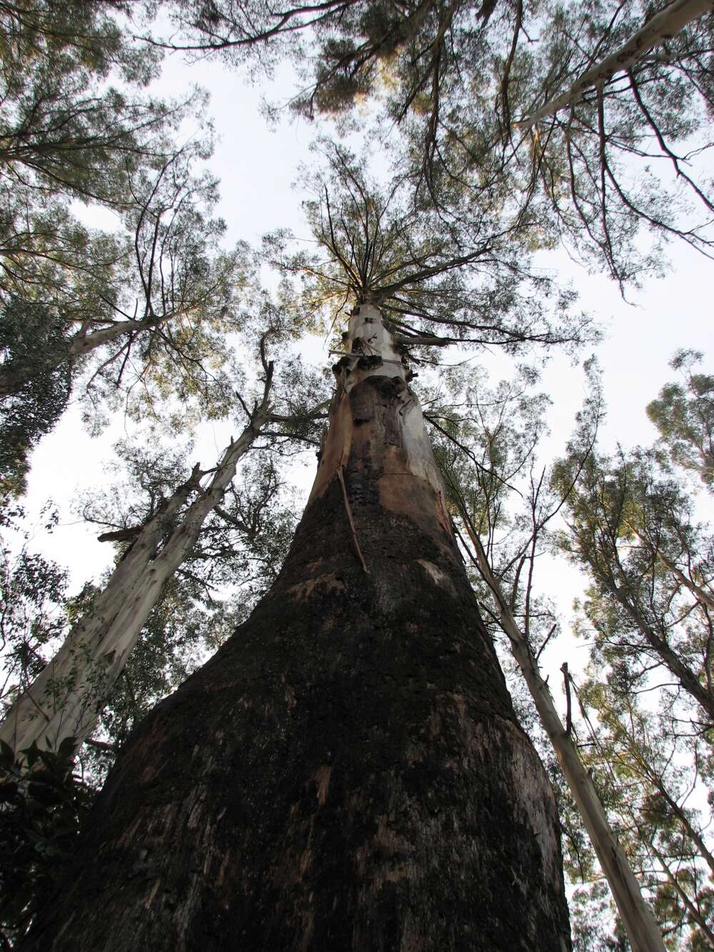 Image of Mountain ash