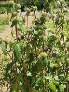 Слика од Phlomoides tuberosa (L.) Moench