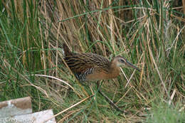 Image of King Rail