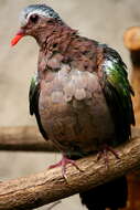 Image of Common Emerald Dove