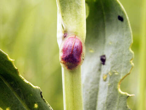 Plancia ëd Cassida (Mionycha) azurea Fabricius 1801