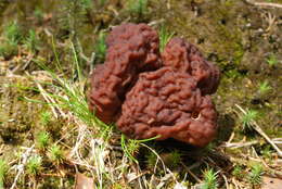 Image of Gyromitra esculenta (Pers.) Fr. 1849