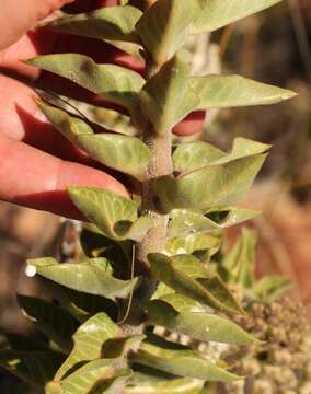 Image of Mountain milkbush